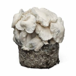 Buy Jack frost mushroom Online
