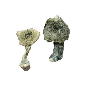 Buy Albino Cambodians Magic Mushrooms Online