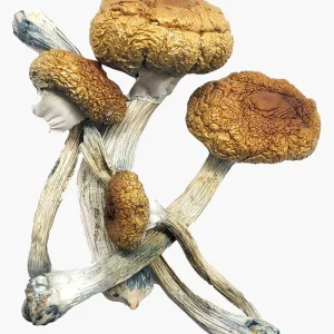 Buy Costa Rican Magic Mushrooms Online