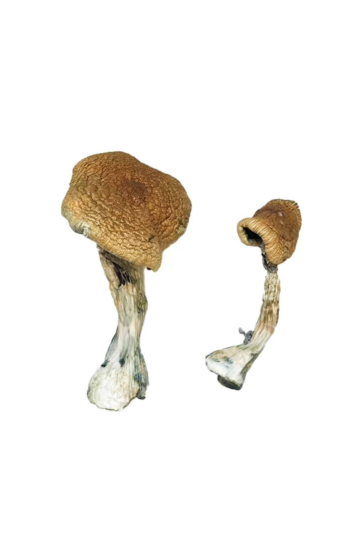 Buy Texas Yellow Cap Magic Mushrooms
