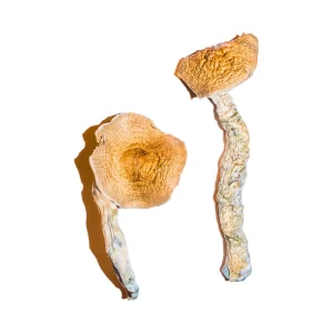 Buy Transkei Magic Mushrooms Online