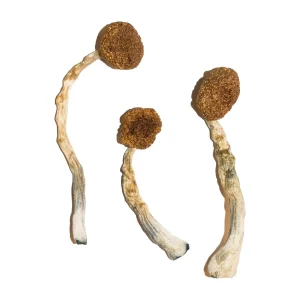 Buy Treasure Coast Magic Mushrooms Online