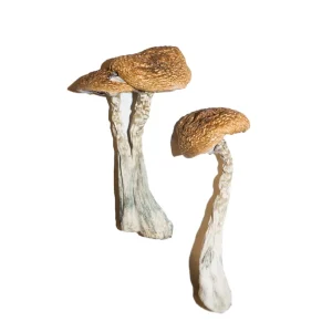 Buy Wavy Caps Magic Mushrooms Online