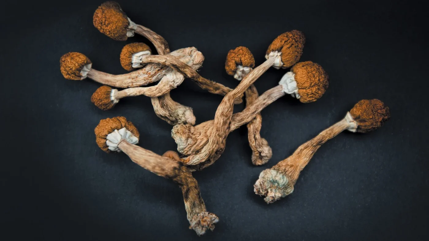 Buy Dried Magic Mushrooms Online